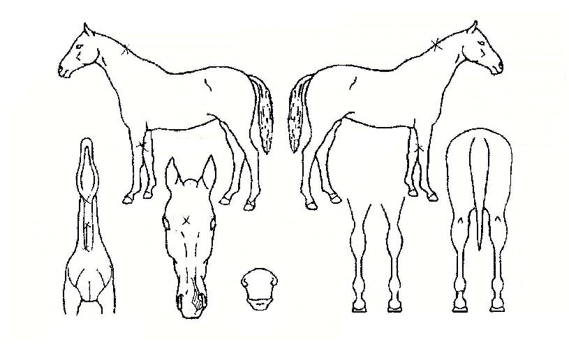 �Ӵ�Ʈ���� ����,���,�޸�,�λ�,�ٸ��� Ư¡����