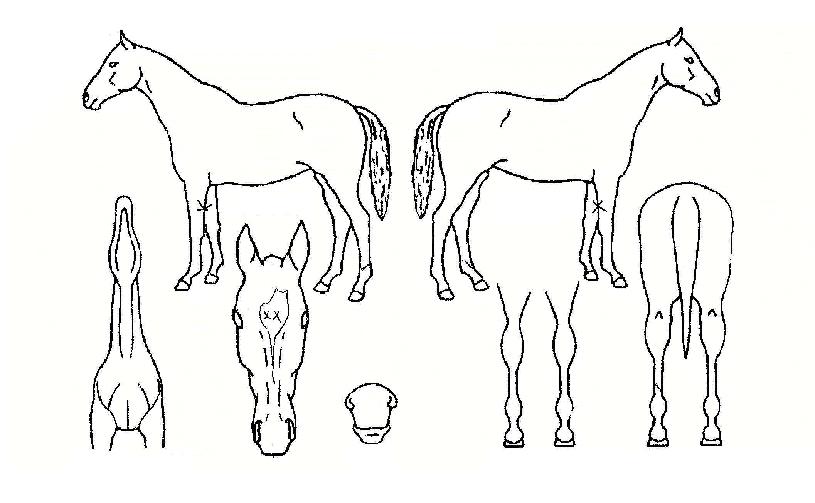 µöµðÀÚÀ̾îÀÇ Ãø¸é,¿ì¸é,µÞ¸é,µÎ»ó,´Ù¸®ÀÇ Æ¯Â¡µµÇØ