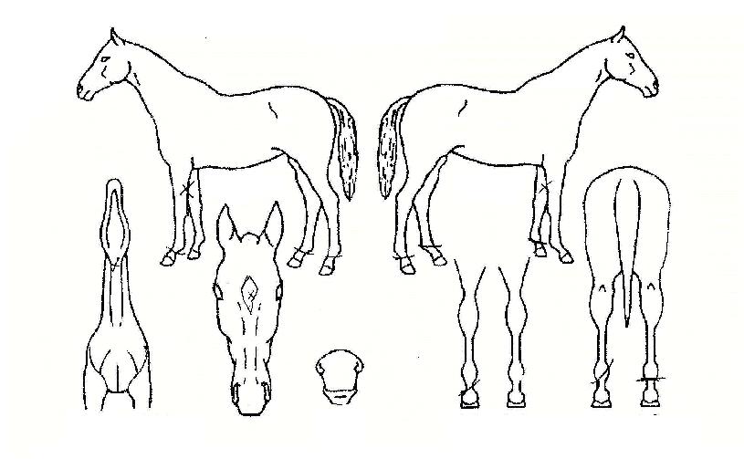 ºñºñæƮÀÇ Ãø¸é,¿ì¸é,µÞ¸é,µÎ»ó,´Ù¸®ÀÇ Æ¯Â¡µµÇØ