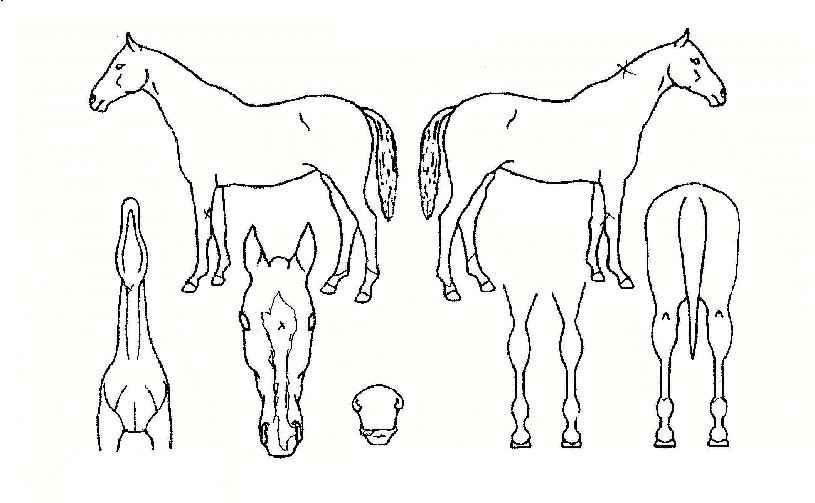 ����ī�� ����,���,�޸�,�λ�,�ٸ��� Ư¡����