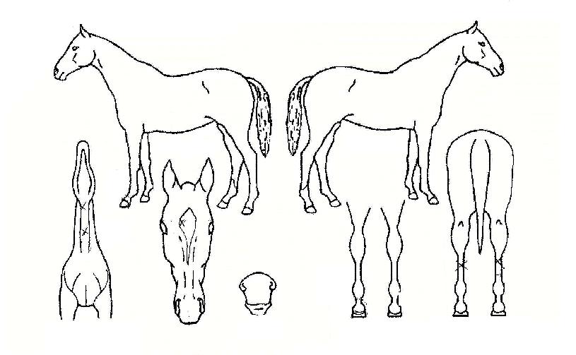 õÇÏÀå»çÀÇ Ãø¸é,¿ì¸é,µÞ¸é,µÎ»ó,´Ù¸®ÀÇ Æ¯Â¡µµÇØ