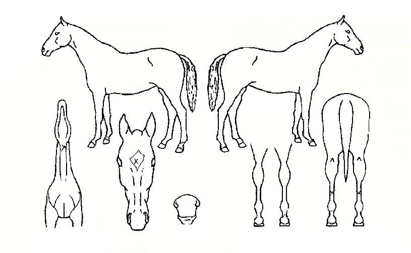 °Å»óÀÇ Ãø¸é,¿ì¸é,µÞ¸é,µÎ»ó,´Ù¸®ÀÇ Æ¯Â¡µµÇØ