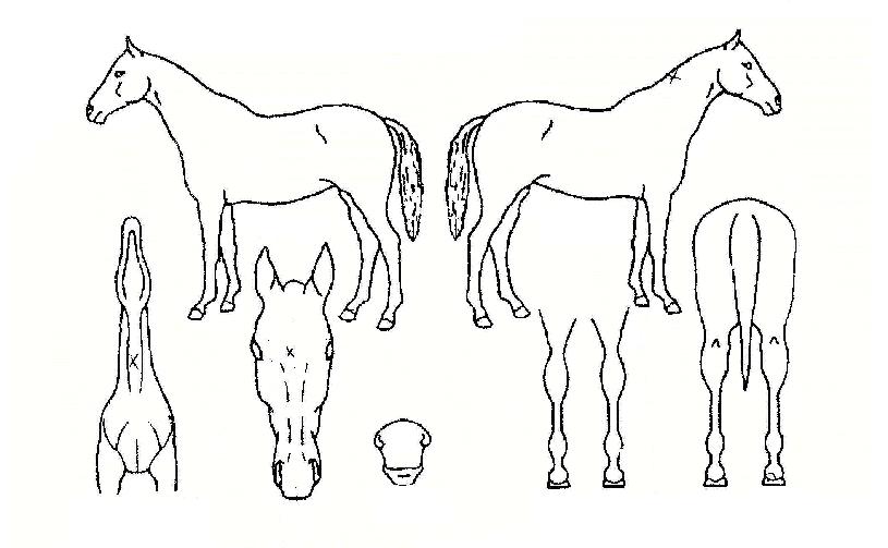 ����ġ���� ����,���,�޸�,�λ�,�ٸ��� Ư¡����