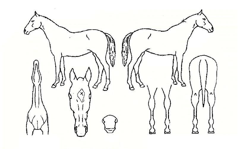 ºí·ç¸¶¿îƾÀÇ Ãø¸é,¿ì¸é,µÞ¸é,µÎ»ó,´Ù¸®ÀÇ Æ¯Â¡µµÇØ