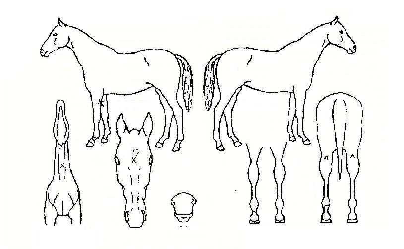 µ¥ÇÁÄÜÀÇ Ãø¸é,¿ì¸é,µÞ¸é,µÎ»ó,´Ù¸®ÀÇ Æ¯Â¡µµÇØ