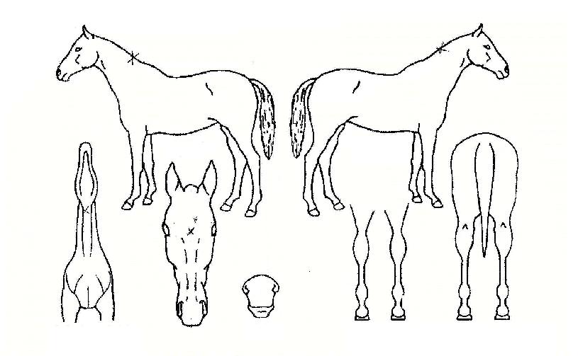 ��õ�������� ����,���,�޸�,�λ�,�ٸ��� Ư¡����