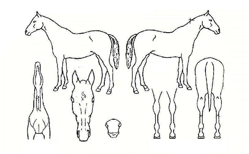 �̽����������ڸ��� ����,���,�޸�,�λ�,�ٸ��� Ư¡����