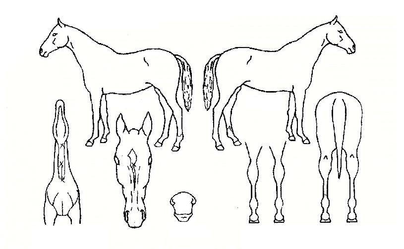 º»¶óÀÌ¡ÀÇ Ãø¸é,¿ì¸é,µÞ¸é,µÎ»ó,´Ù¸®ÀÇ Æ¯Â¡µµÇØ