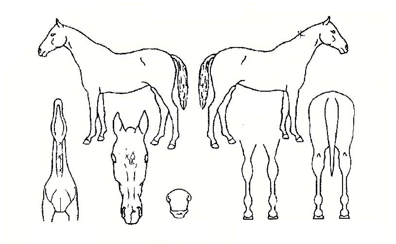 À¯·ÎÆÄÀÌÅÍÀÇ Ãø¸é,¿ì¸é,µÞ¸é,µÎ»ó,´Ù¸®ÀÇ Æ¯Â¡µµÇØ