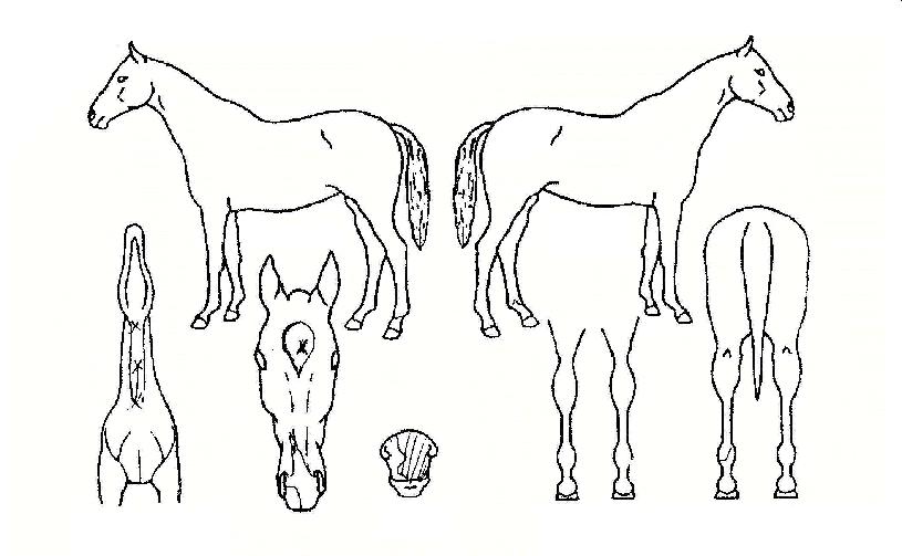 ��ȵ����� ����,���,�޸�,�λ�,�ٸ��� Ư¡����