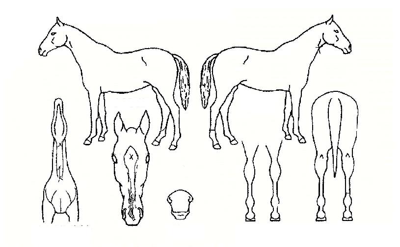 ��缺�� ����,���,�޸�,�λ�,�ٸ��� Ư¡����