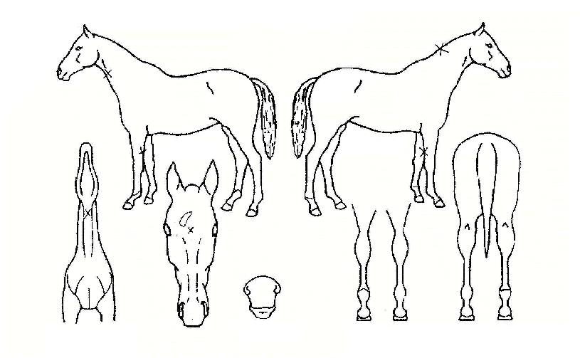 ·¹ÀκñÄ¡ÀÇ Ãø¸é,¿ì¸é,µÞ¸é,µÎ»ó,´Ù¸®ÀÇ Æ¯Â¡µµÇØ