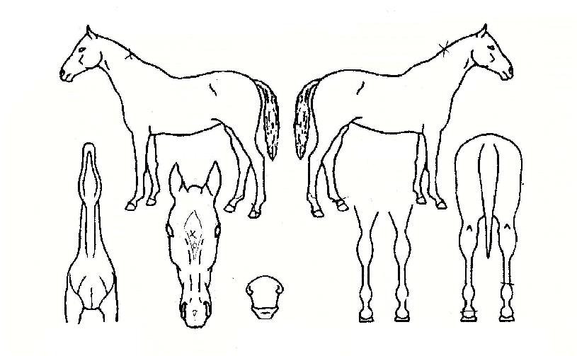 ¹Ì½º¸¶ÀÏÇÏÀÌÀÚ¸¶ÀÇ Ãø¸é,¿ì¸é,µÞ¸é,µÎ»ó,´Ù¸®ÀÇ Æ¯Â¡µµÇØ