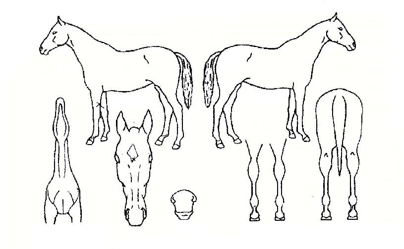 ����ĳ������ ����,���,�޸�,�λ�,�ٸ��� Ư¡����