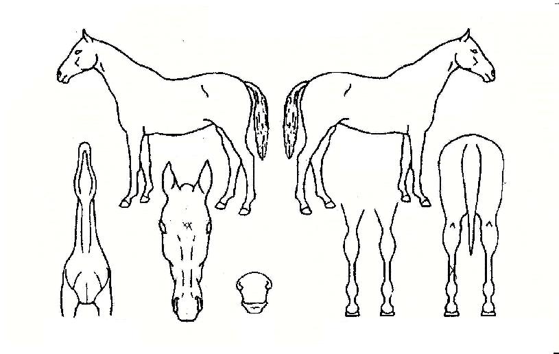 ºñÁÖ¾ó¶óÀÌÁîÀÚ¸¶ÀÇ Ãø¸é,¿ì¸é,µÞ¸é,µÎ»ó,´Ù¸®ÀÇ Æ¯Â¡µµÇØ