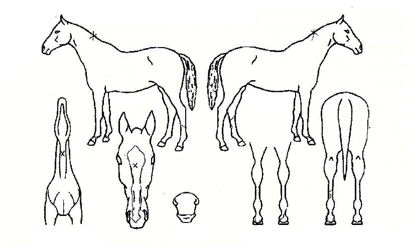 ¾ÖÁöÇãÆ®ÀÚ¸¶ÀÇ Ãø¸é,¿ì¸é,µÞ¸é,µÎ»ó,´Ù¸®ÀÇ Æ¯Â¡µµÇØ