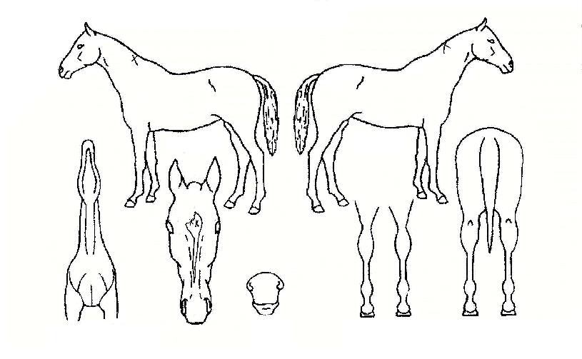 ¸ÚÁø°ÉÀÇ Ãø¸é,¿ì¸é,µÞ¸é,µÎ»ó,´Ù¸®ÀÇ Æ¯Â¡µµÇØ