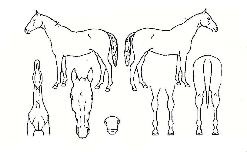 �ƽ��κ����� ����,���,�޸�,�λ�,�ٸ��� Ư¡����