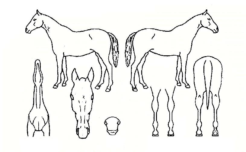 Àûº®°ÀÇ Ãø¸é,¿ì¸é,µÞ¸é,µÎ»ó,´Ù¸®ÀÇ Æ¯Â¡µµÇØ