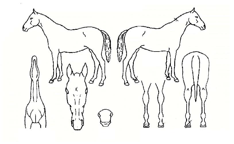 ¾Øµð½º·¯³ÊÀÇ Ãø¸é,¿ì¸é,µÞ¸é,µÎ»ó,´Ù¸®ÀÇ Æ¯Â¡µµÇØ