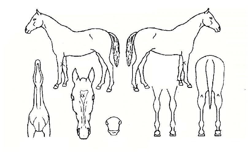 ¼ÇؾÆÄ§ÀÇ Ãø¸é,¿ì¸é,µÞ¸é,µÎ»ó,´Ù¸®ÀÇ Æ¯Â¡µµÇØ