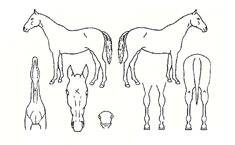 µû³í¿ì½ÂÀÚ¸¶ÀÇ Ãø¸é,¿ì¸é,µÞ¸é,µÎ»ó,´Ù¸®ÀÇ Æ¯Â¡µµÇØ