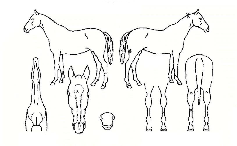 ¼±Å¸¿öÀÇ Ãø¸é,¿ì¸é,µÞ¸é,µÎ»ó,´Ù¸®ÀÇ Æ¯Â¡µµÇØ