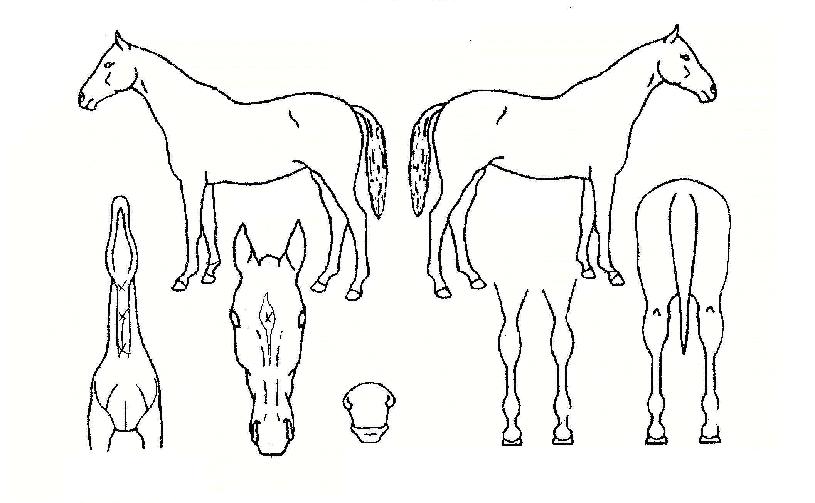 �������� ����,���,�޸�,�λ�,�ٸ��� Ư¡����