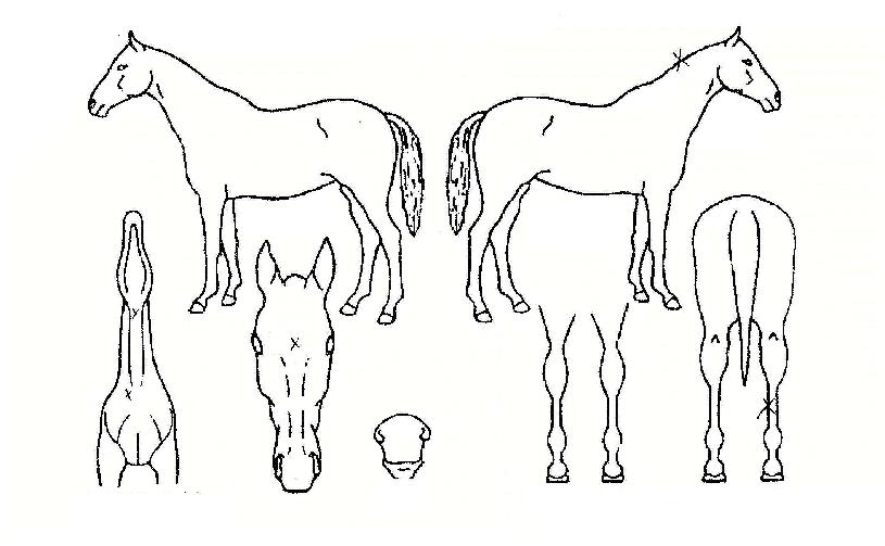 ����ǳ�� ����,���,�޸�,�λ�,�ٸ��� Ư¡����