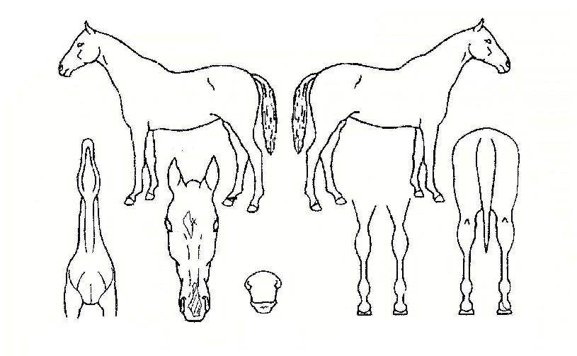 ������� ����,���,�޸�,�λ�,�ٸ��� Ư¡����