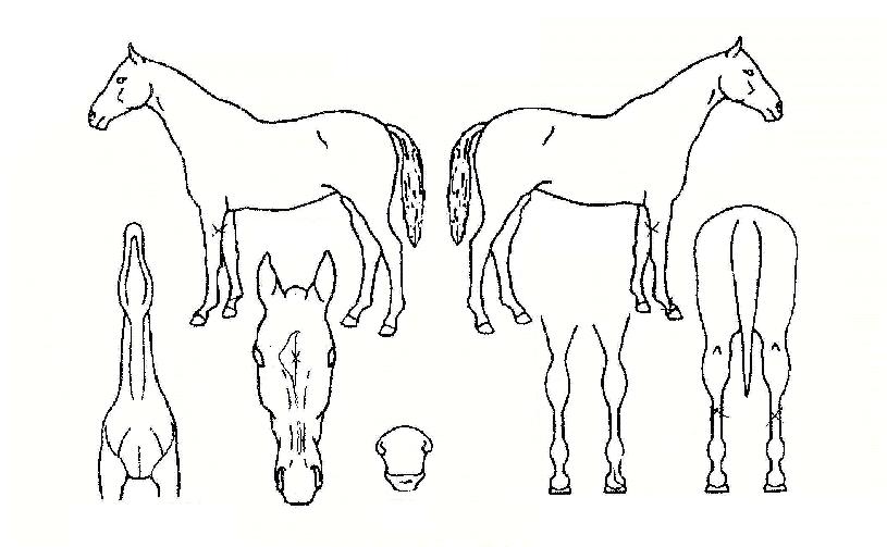 ū������ ����,���,�޸�,�λ�,�ٸ��� Ư¡����