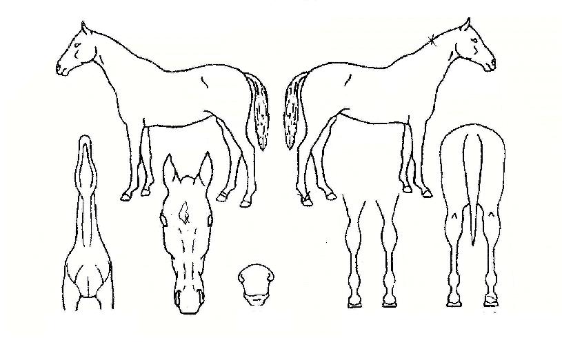 ��������� ����,���,�޸�,�λ�,�ٸ��� Ư¡����