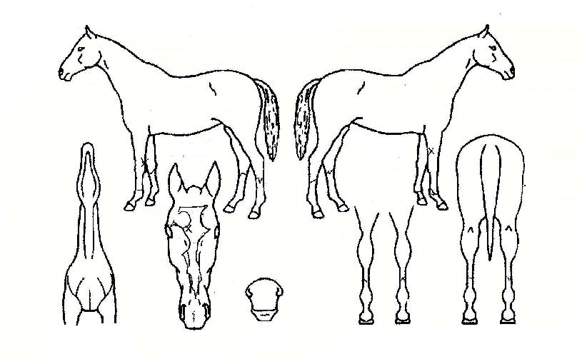 Ä£±¸»ý°¢ÀÇ Ãø¸é,¿ì¸é,µÞ¸é,µÎ»ó,´Ù¸®ÀÇ Æ¯Â¡µµÇØ