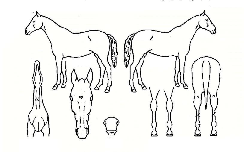 ¿Ã·¹µå¸®¸ÓÀÇ Ãø¸é,¿ì¸é,µÞ¸é,µÎ»ó,´Ù¸®ÀÇ Æ¯Â¡µµÇØ