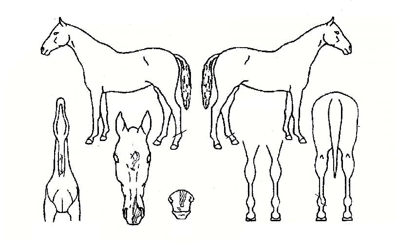 õ�������� ����,���,�޸�,�λ�,�ٸ��� Ư¡����