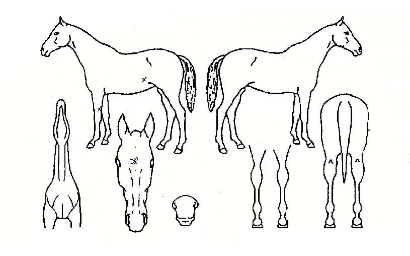 ¹öÁøµå¸®¸ÓÀÇ Ãø¸é,¿ì¸é,µÞ¸é,µÎ»ó,´Ù¸®ÀÇ Æ¯Â¡µµÇØ