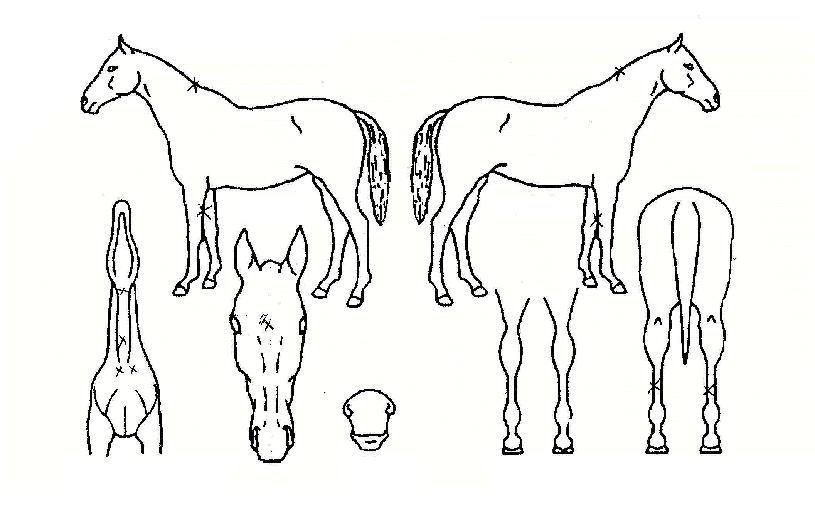 Çã±×¾ØµåŰ½ºÀÚ¸¶ÀÇ Ãø¸é,¿ì¸é,µÞ¸é,µÎ»ó,´Ù¸®ÀÇ Æ¯Â¡µµÇØ