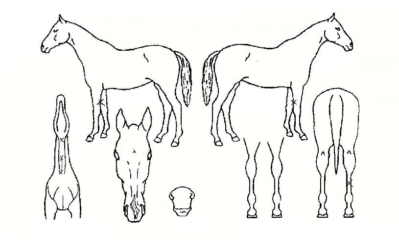 ¼º»êÃÖ°ÀÇ Ãø¸é,¿ì¸é,µÞ¸é,µÎ»ó,´Ù¸®ÀÇ Æ¯Â¡µµÇØ