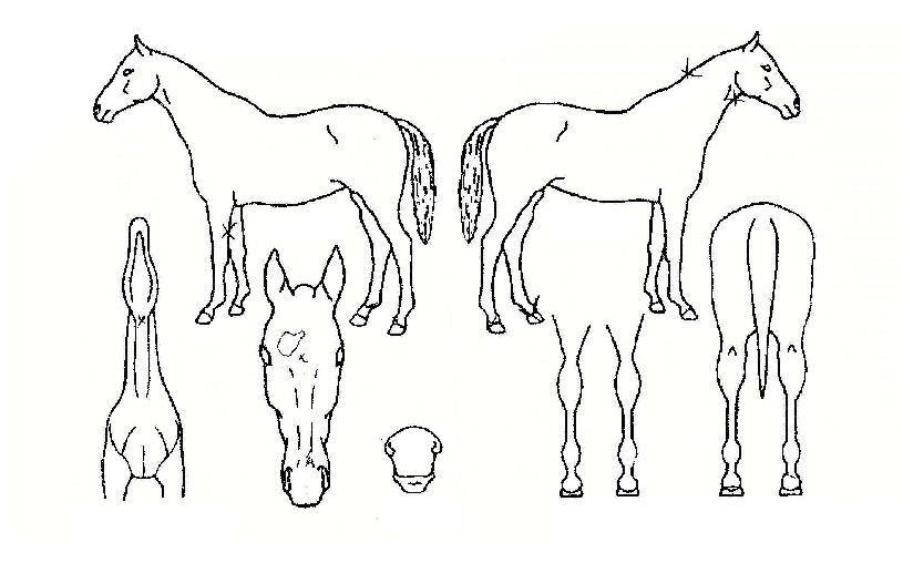 ¼º»êÀǹø°³ÀÇ Ãø¸é,¿ì¸é,µÞ¸é,µÎ»ó,´Ù¸®ÀÇ Æ¯Â¡µµÇØ