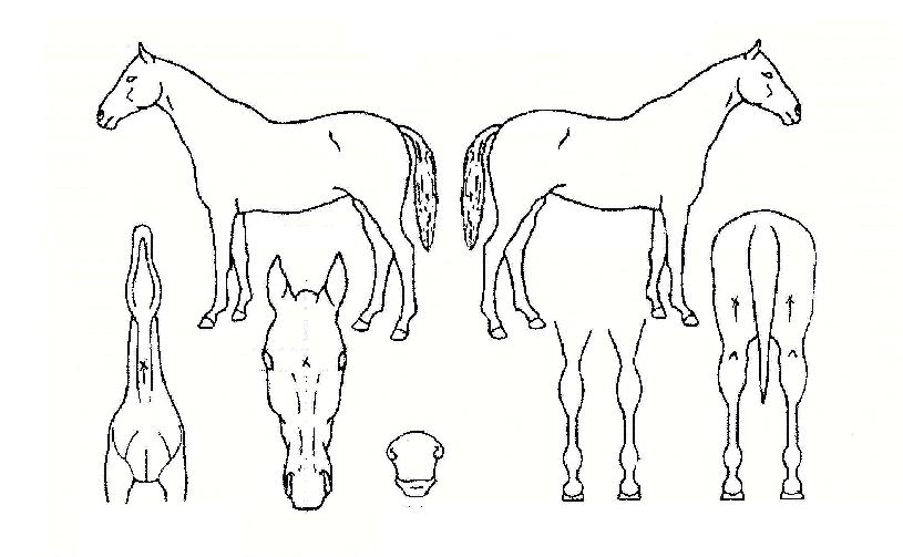 µ¿¹æÀÇÅÂÀÚÀÇ Ãø¸é,¿ì¸é,µÞ¸é,µÎ»ó,´Ù¸®ÀÇ Æ¯Â¡µµÇØ