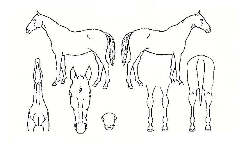 ´ëÁöÀǹ̼ÒÀÇ Ãø¸é,¿ì¸é,µÞ¸é,µÎ»ó,´Ù¸®ÀÇ Æ¯Â¡µµÇØ