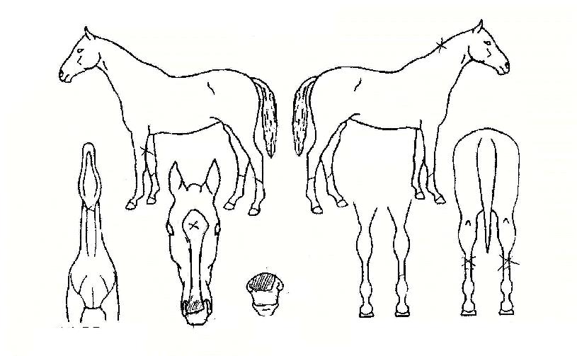 Ä¿¹Ö½º·çÀÇ Ãø¸é,¿ì¸é,µÞ¸é,µÎ»ó,´Ù¸®ÀÇ Æ¯Â¡µµÇØ