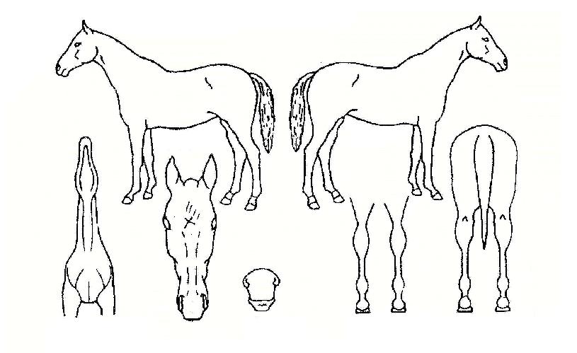 Âü¼Ò¸ÁÀÇ Ãø¸é,¿ì¸é,µÞ¸é,µÎ»ó,´Ù¸®ÀÇ Æ¯Â¡µµÇØ