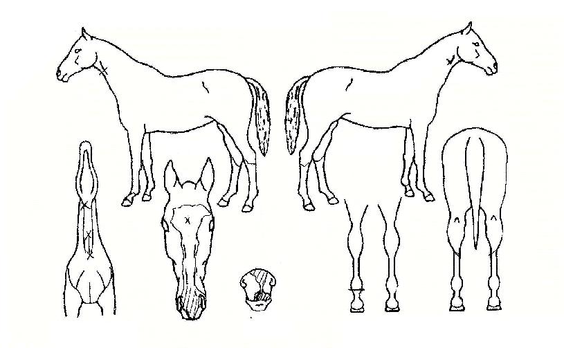 ���ε帮���� ����,���,�޸�,�λ�,�ٸ��� Ư¡����