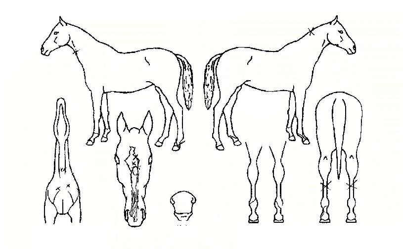 ��ź�� ����,���,�޸�,�λ�,�ٸ��� Ư¡����