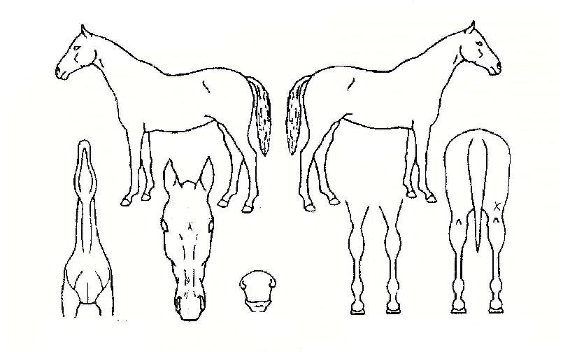 �ٿ�������ھ��ڸ��� ����,���,�޸�,�λ�,�ٸ��� Ư¡����