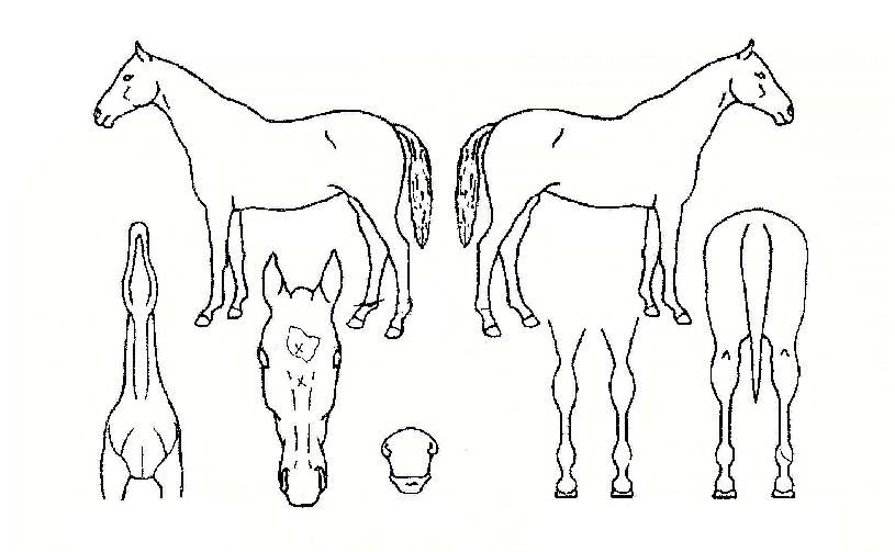 ¼¹ÙÀ̹úÀÇ Ãø¸é,¿ì¸é,µÞ¸é,µÎ»ó,´Ù¸®ÀÇ Æ¯Â¡µµÇØ