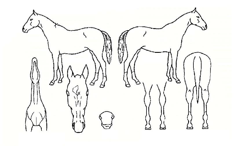 ��������� ����,���,�޸�,�λ�,�ٸ��� Ư¡����