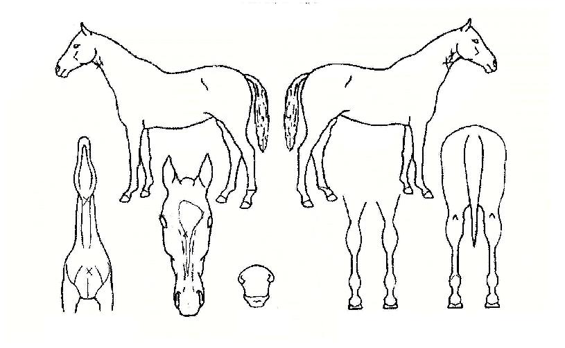 ������ ����,���,�޸�,�λ�,�ٸ��� Ư¡����