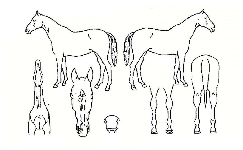 ��������� ����,���,�޸�,�λ�,�ٸ��� Ư¡����